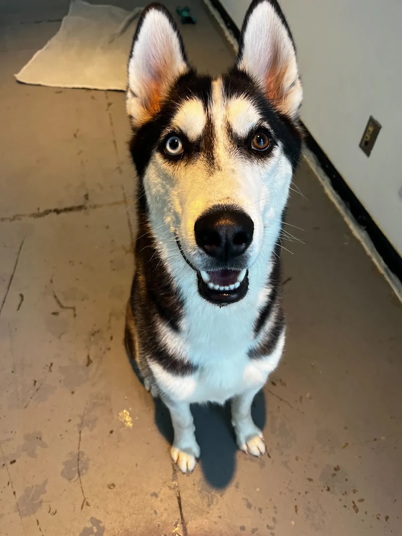 Furry Pet Resort photo 2