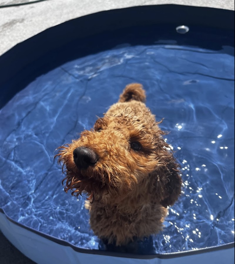 Furry Pet Resort photo 3