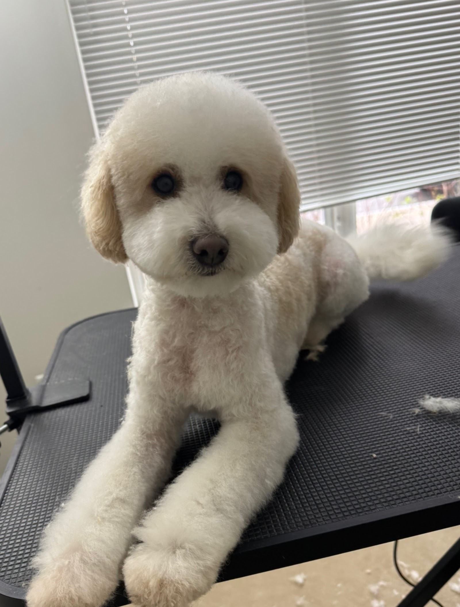 Furry Styles Dog Grooming