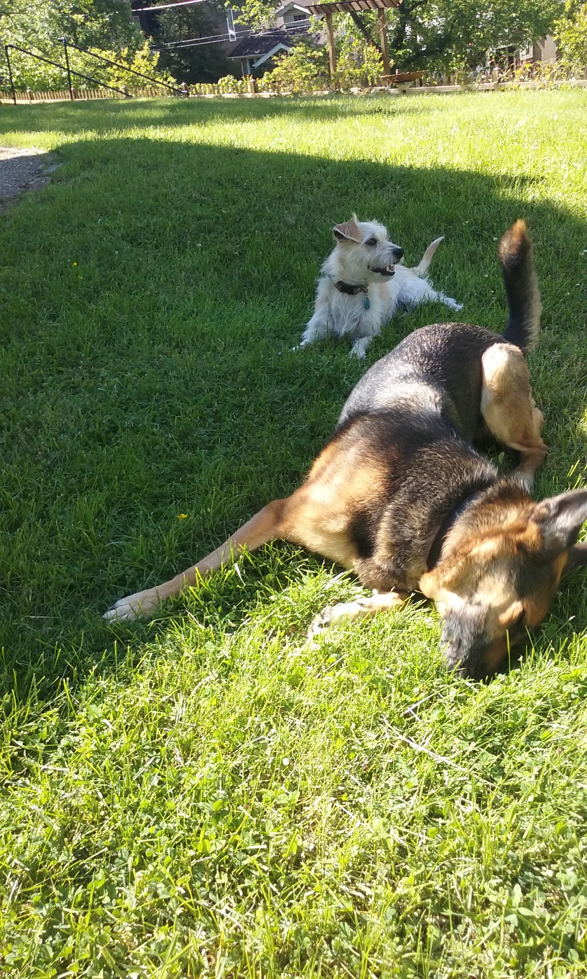 Furry Walks and Wash, LLC photo 2