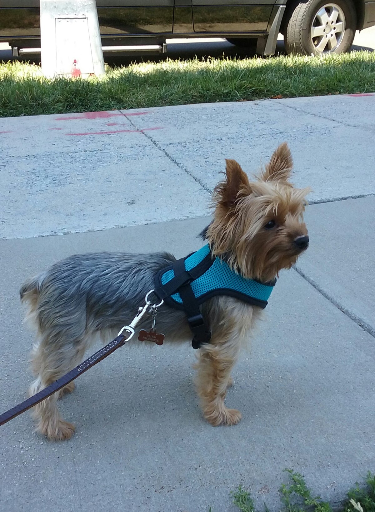 Furry Walks and Wash, LLC photo 3