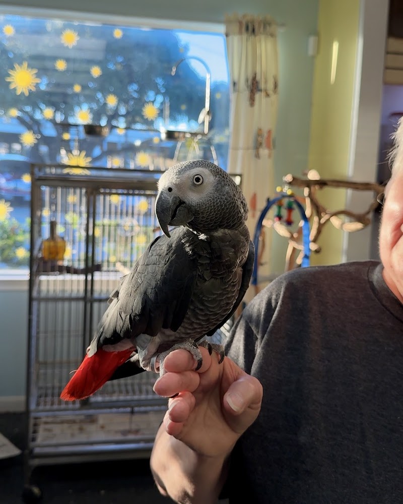 Gallery of Pets photo 3