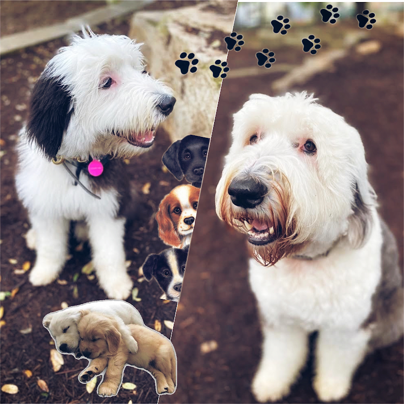 Game Time Dog Services photo 2