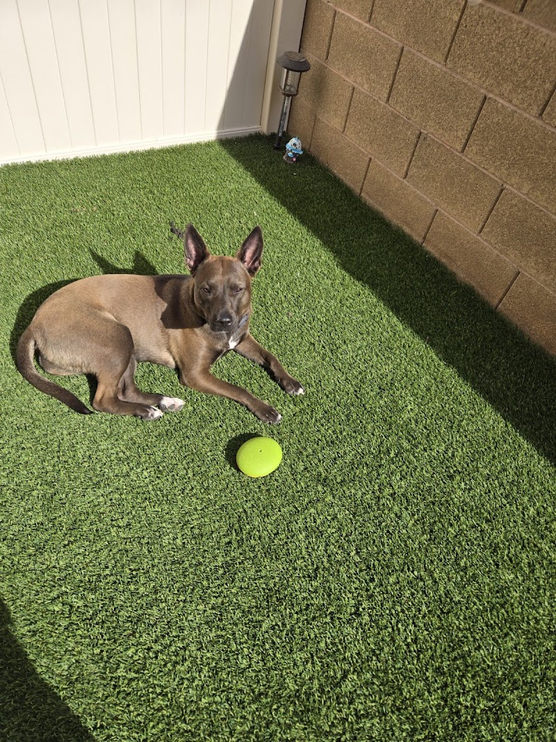 Gibson's Canine Classroom | Las Vegas Dog Behaviorist & Puppy Trainer