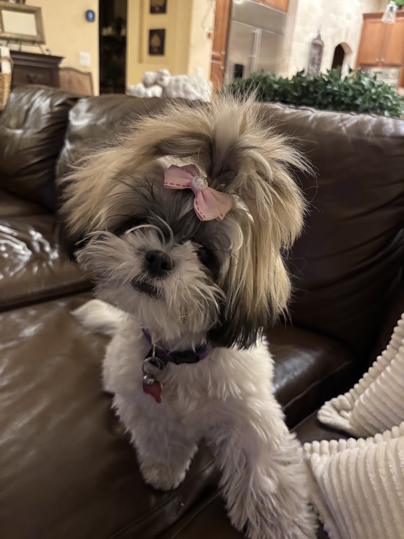 Gibson's Canine Classroom | Las Vegas Dog Behaviorist & Puppy Trainer photo 2