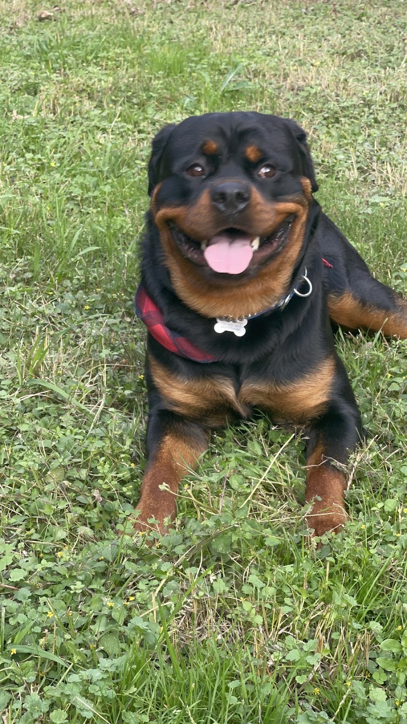 Gibson's Canine Classroom | Las Vegas Dog Behaviorist & Puppy Trainer photo 3