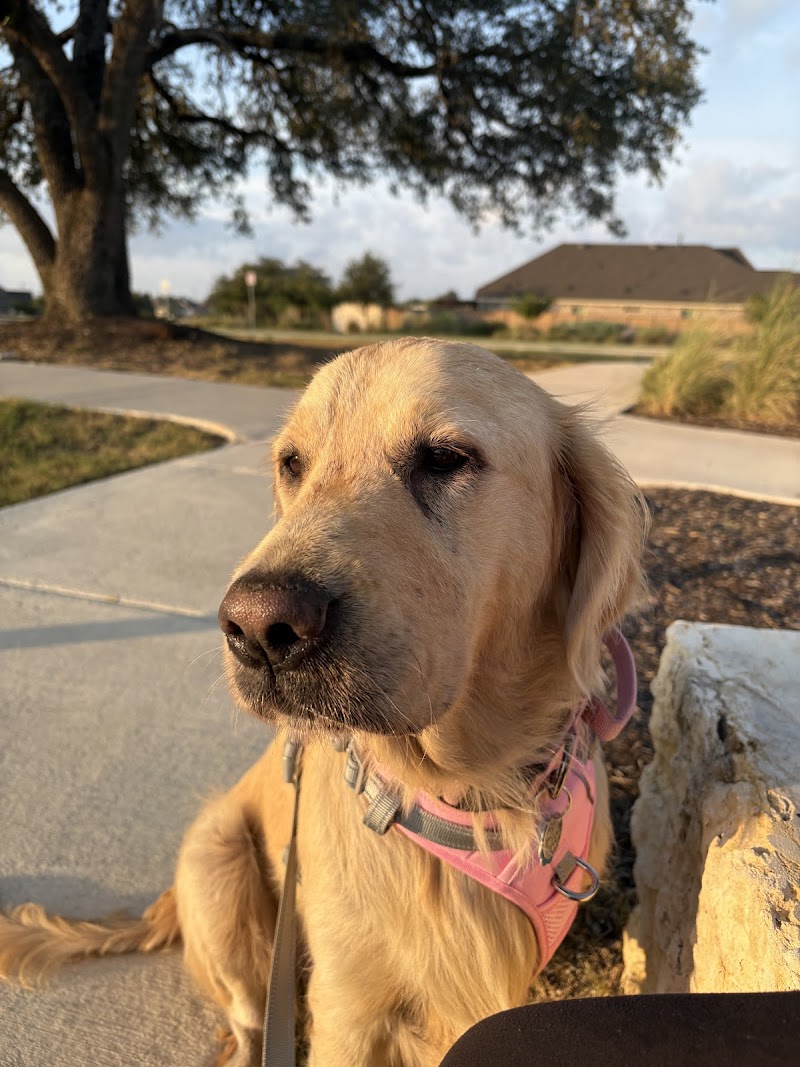 Gold Ribbon Rescue photo 3