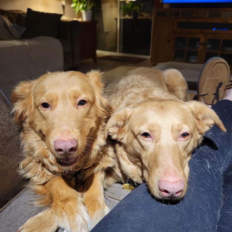Golden Retriever Rescue