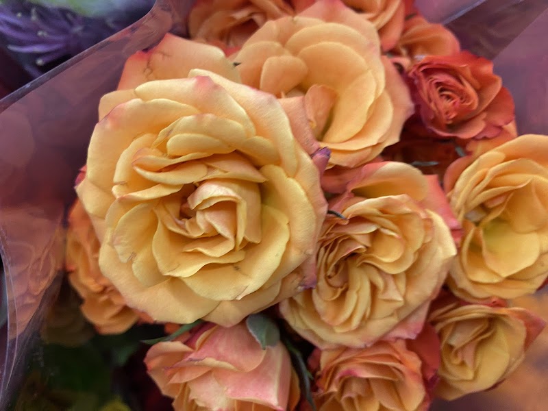 Golden Retriever Rescue photo 2