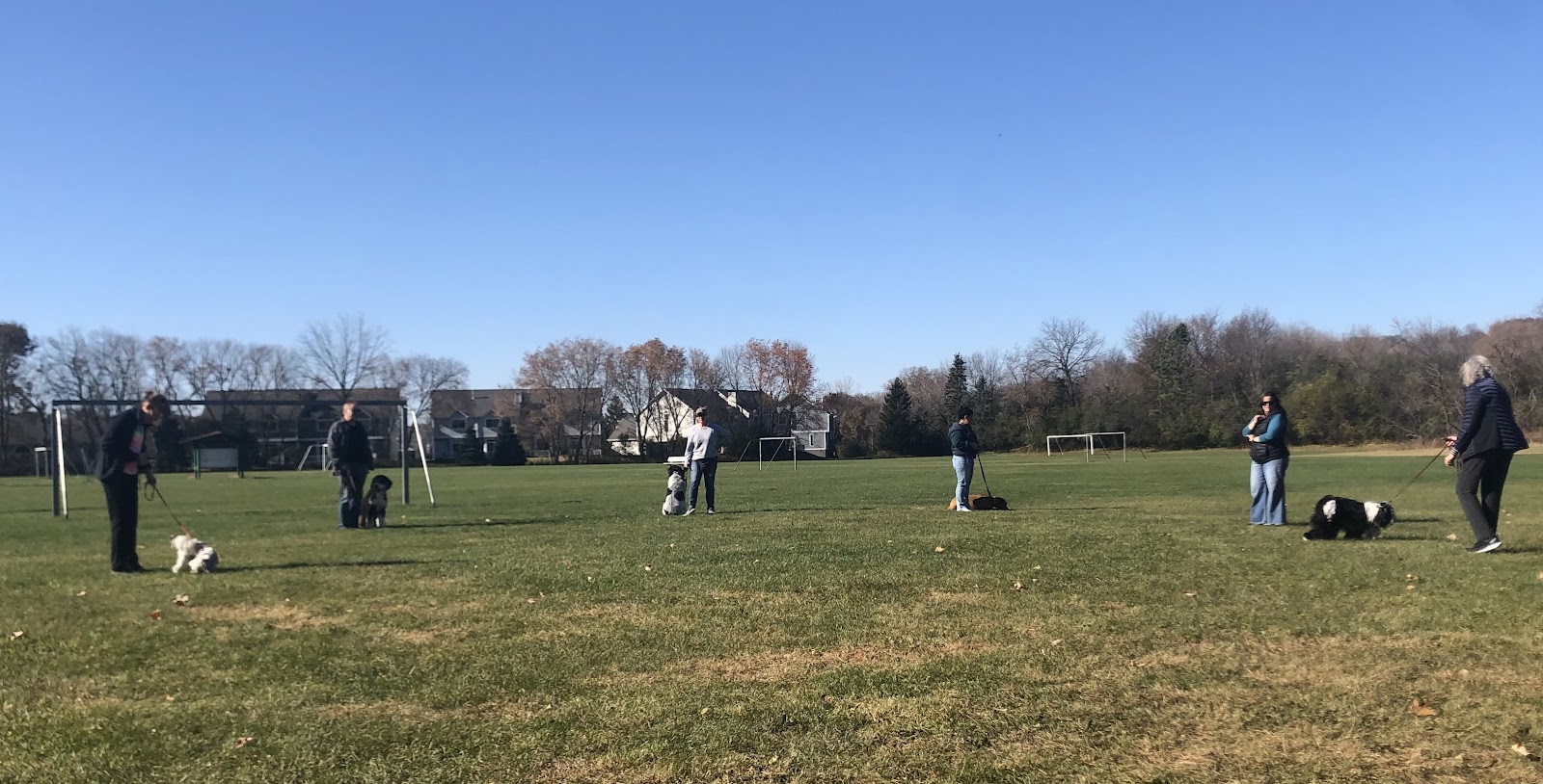 Good Dog Camp