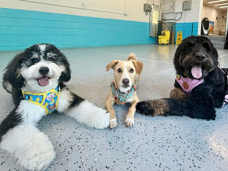 Good Dog, DYNO photo 3