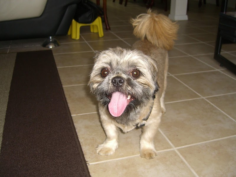 Good Vibes Pet Sitting