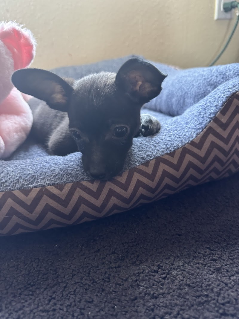 Good Vibes Pet Sitting photo 2