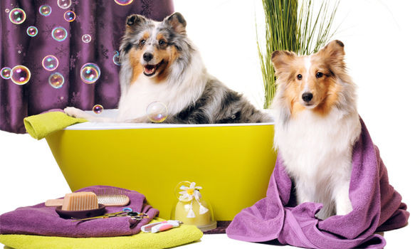 Goode Dog Spa