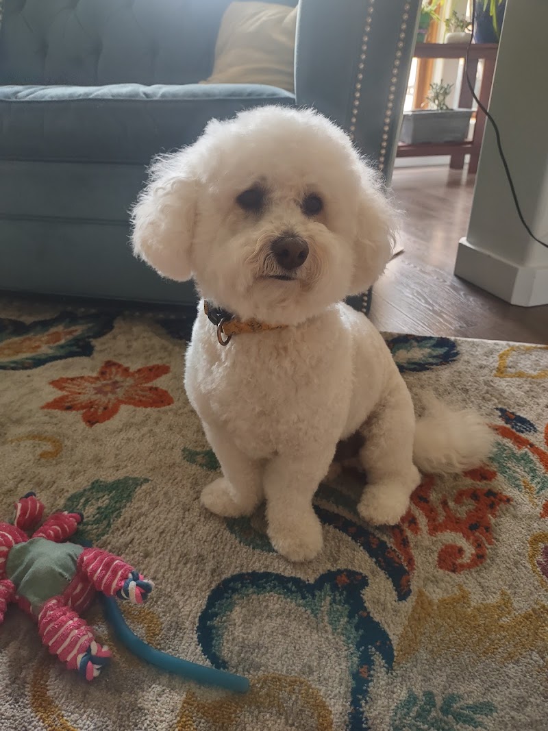 Goode Dog Spa photo 3