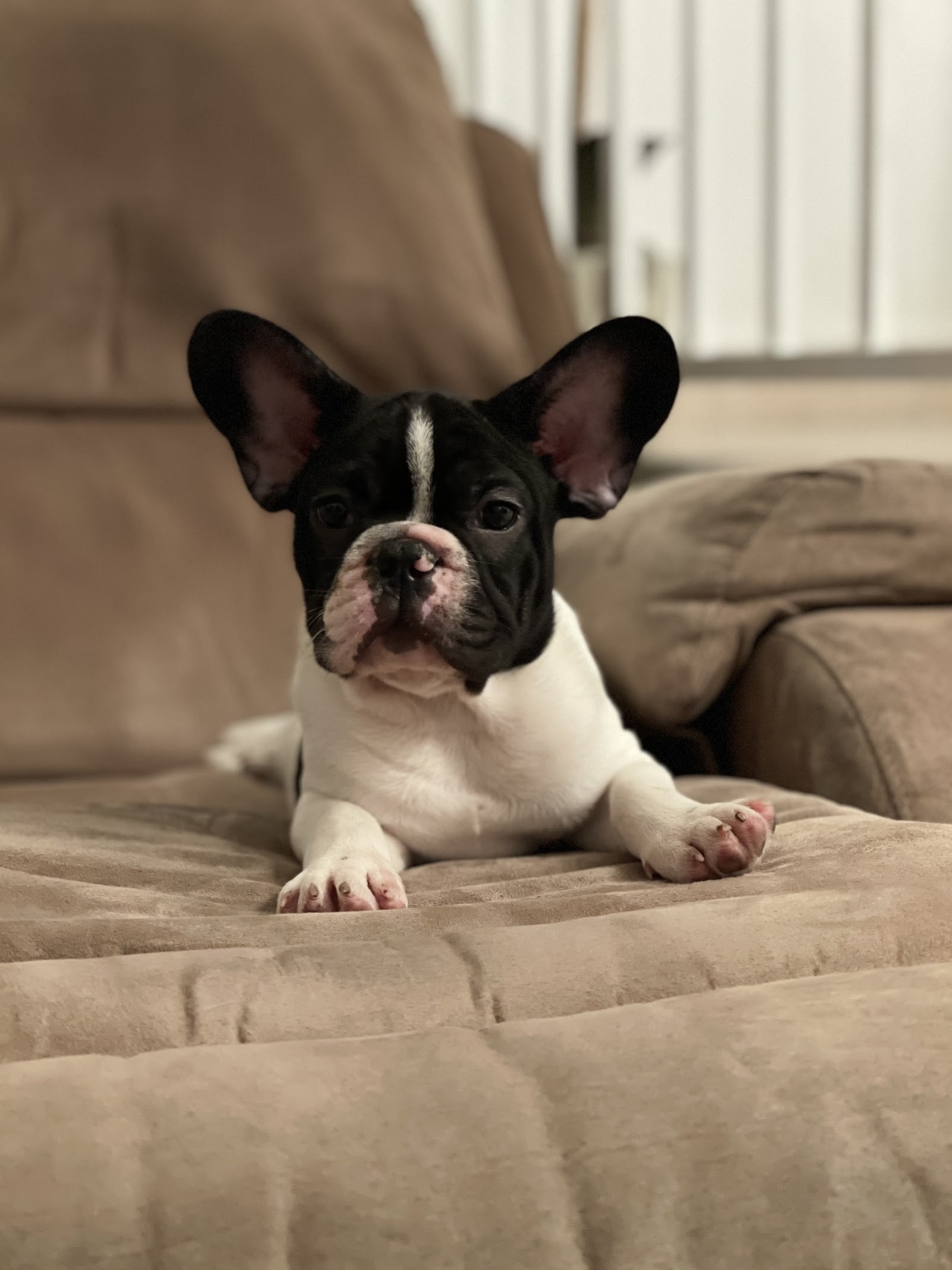 @GorgeousPuppies_ and @puppiesg_ (instagram)/puppies for sale in miami