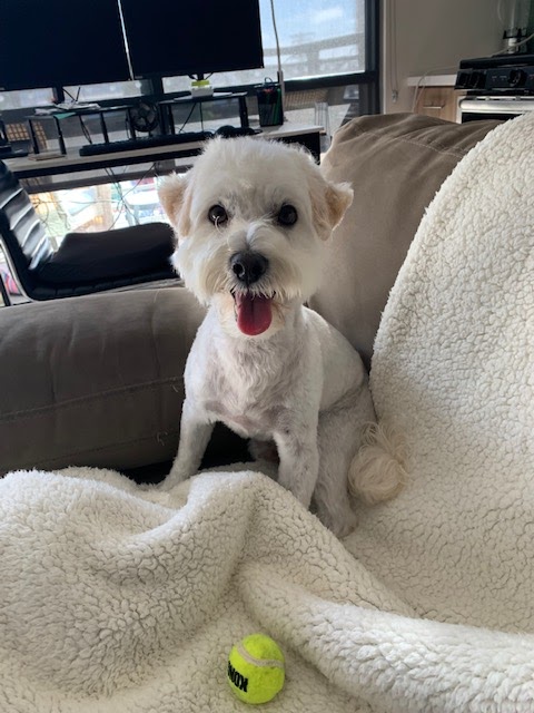 Grand Animal Hospital photo 3