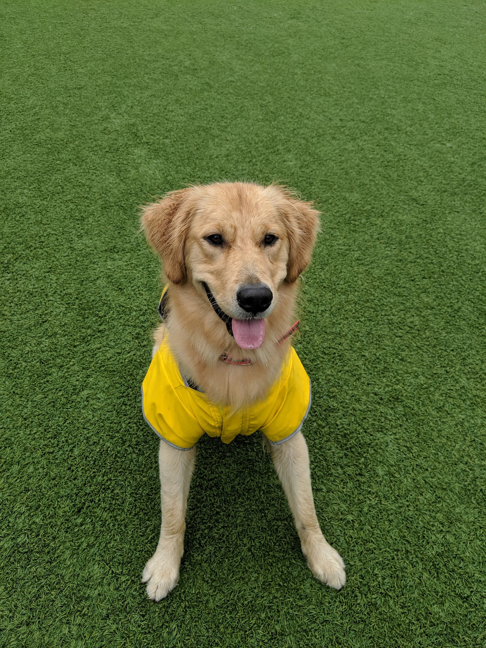 Green Street Dog Park - Membership Required