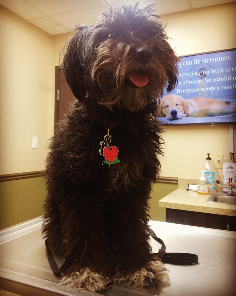 Green Valley Animal Hospital photo 2