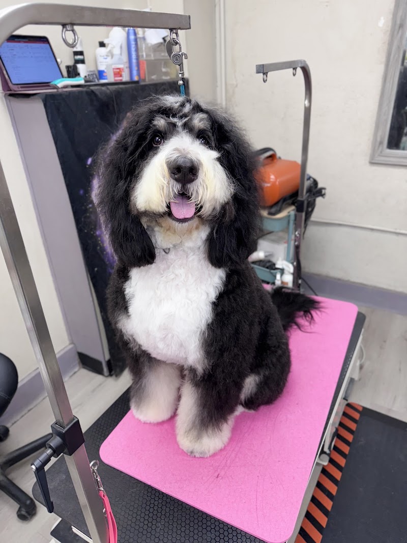 Groomer19 & Friends Pet Salon