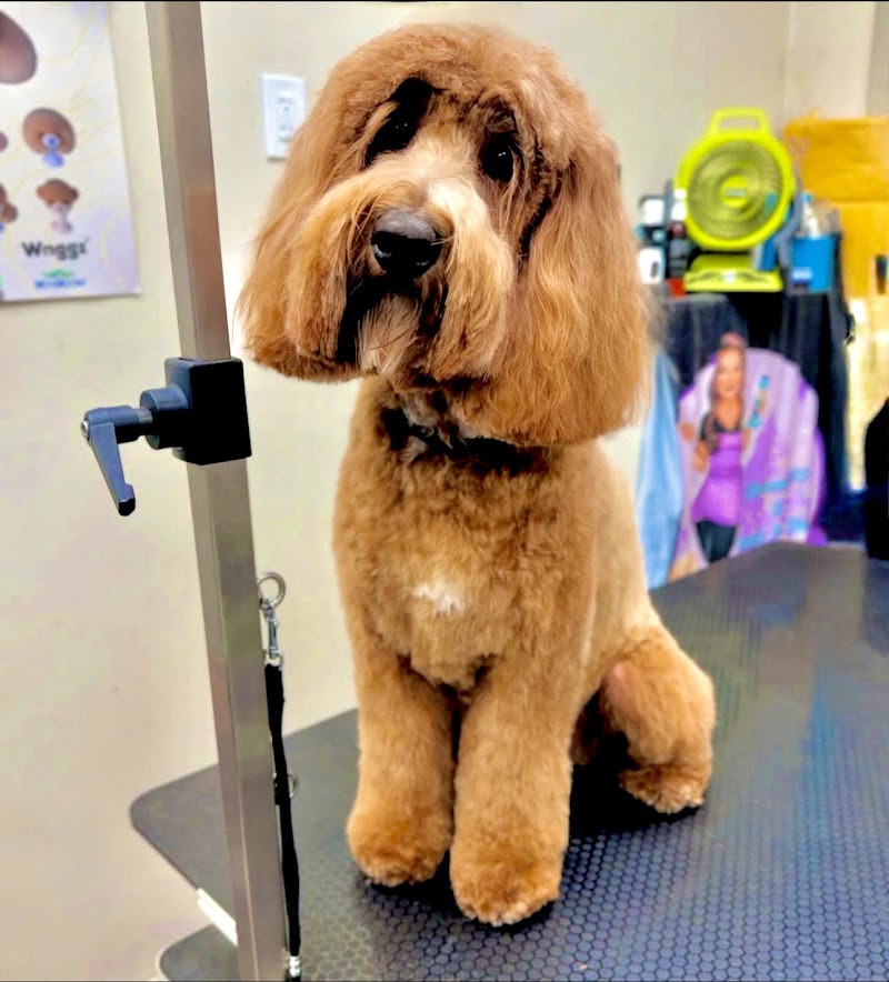 Groomer19 & Friends Pet Salon photo 2