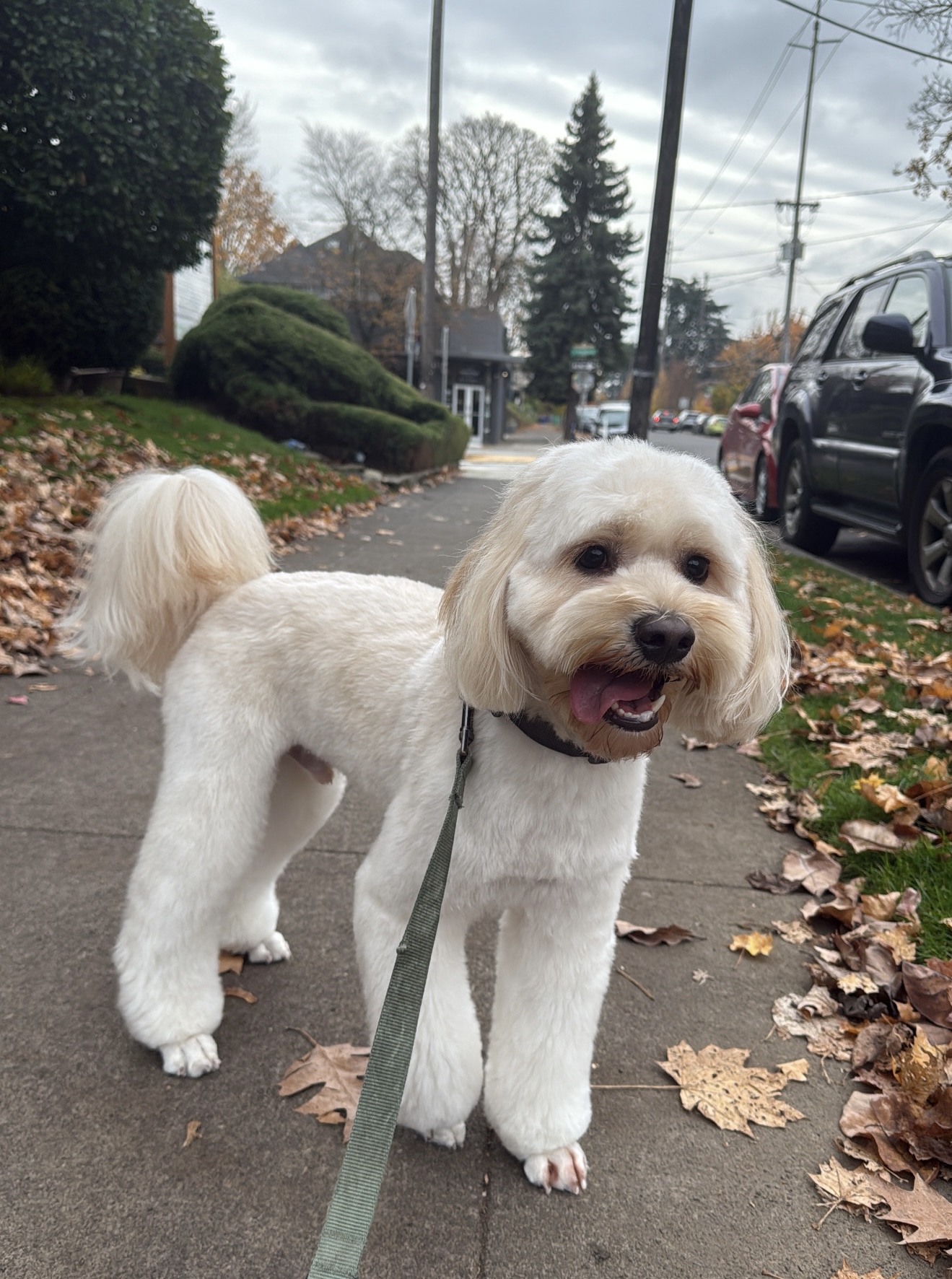 Grooming Arts Northwest
