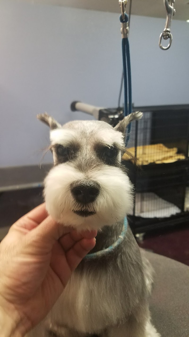 Hair Of The Dog Grooming Salon photo 2