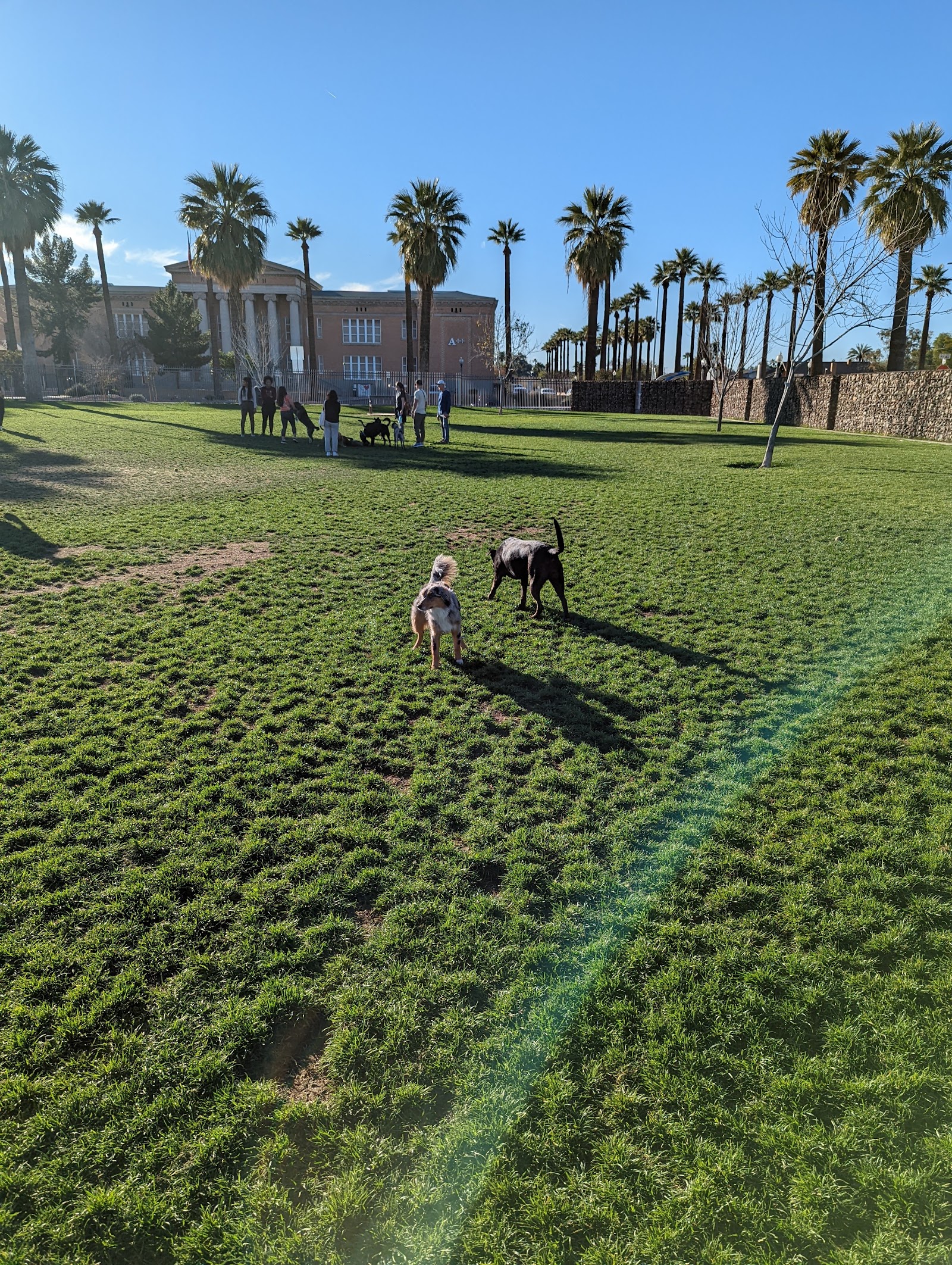 Hance Large Park Dog Park