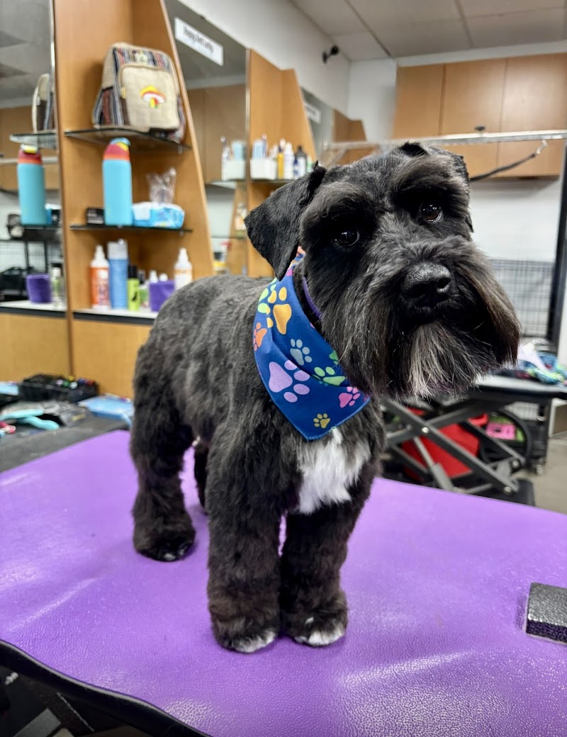 Happy And Lucky Pet Salon And Mobile Grooming. photo 2