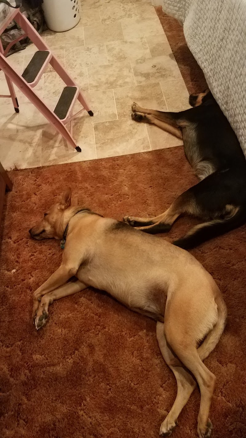 Happy Dog Happy Owner