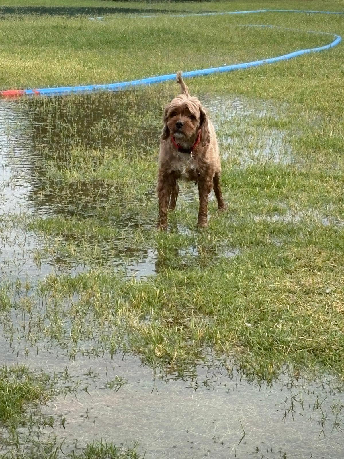 Happy Farmhouse Pet Boarding