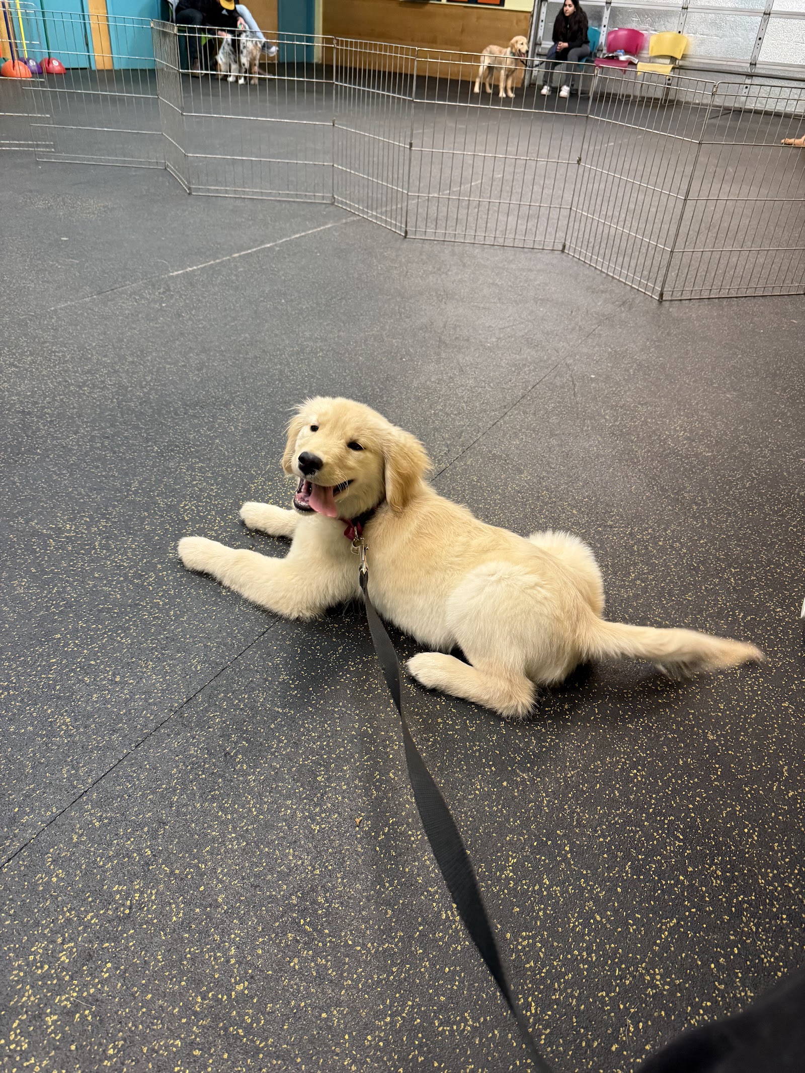 Happy-Go-Lucky Dog Training