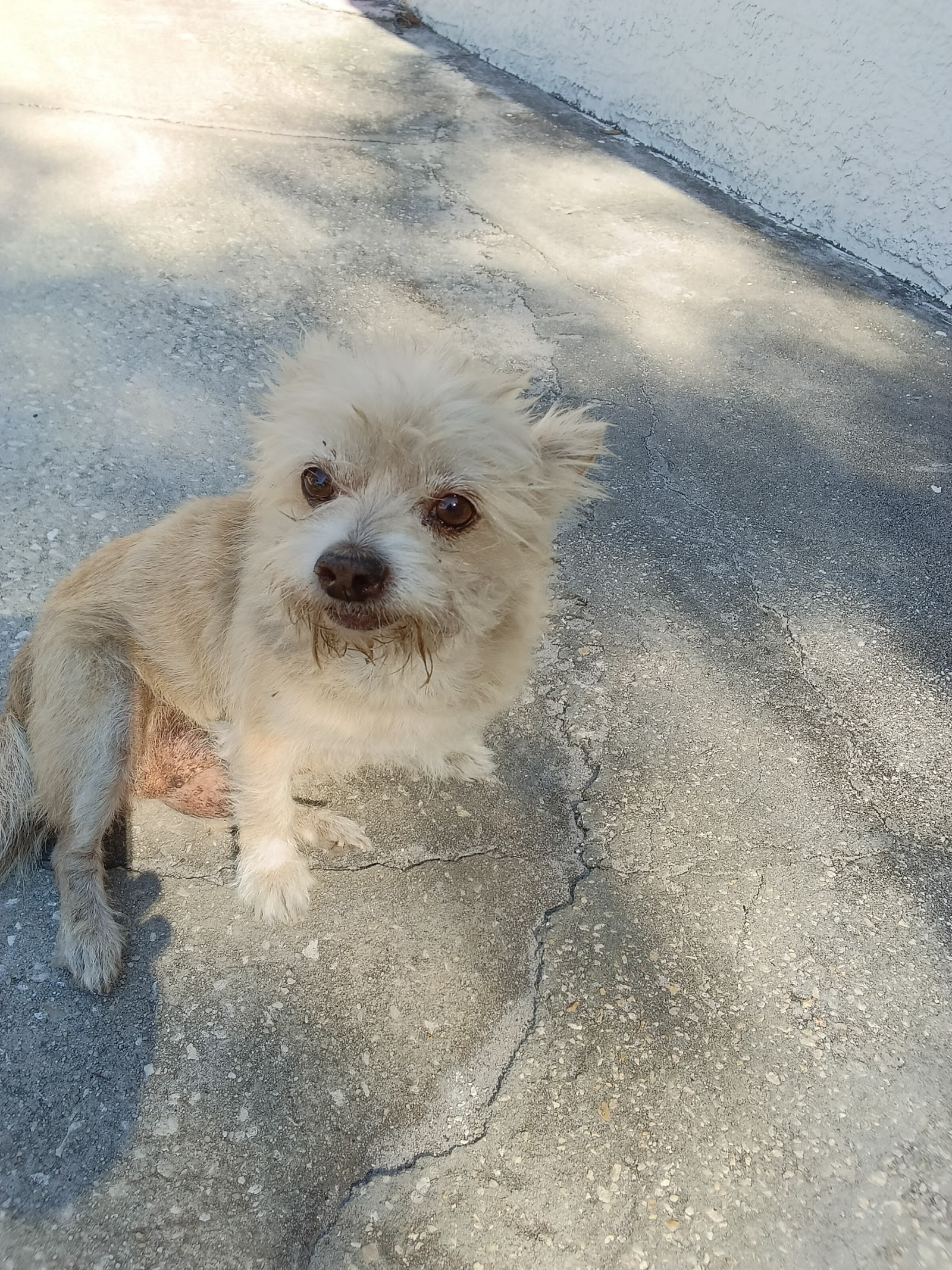 Happy Homes Pet Rescue Inc.