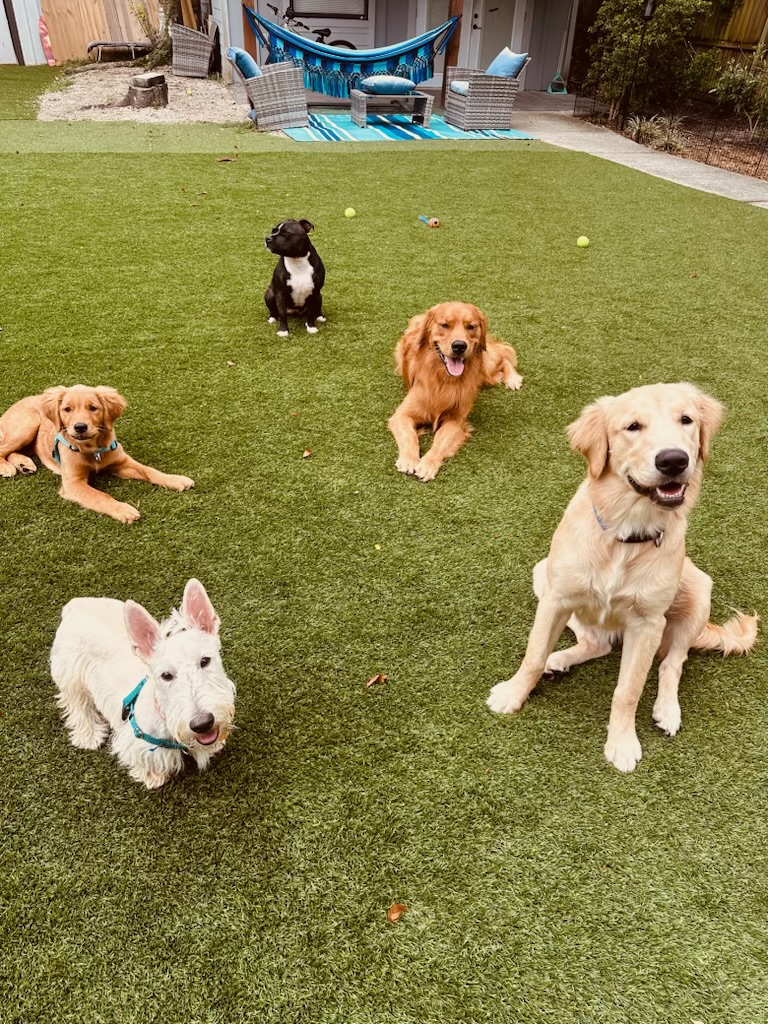 Happy Pups Playhouse