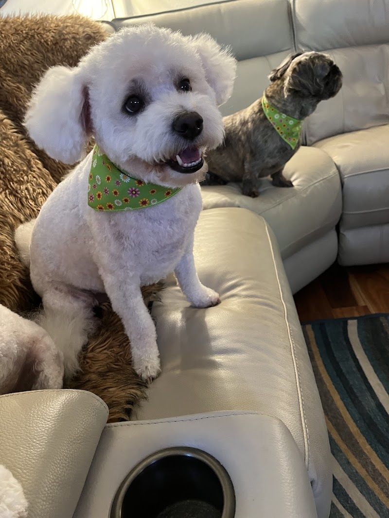 Happy Spa Dogs Mobile Grooming photo 2