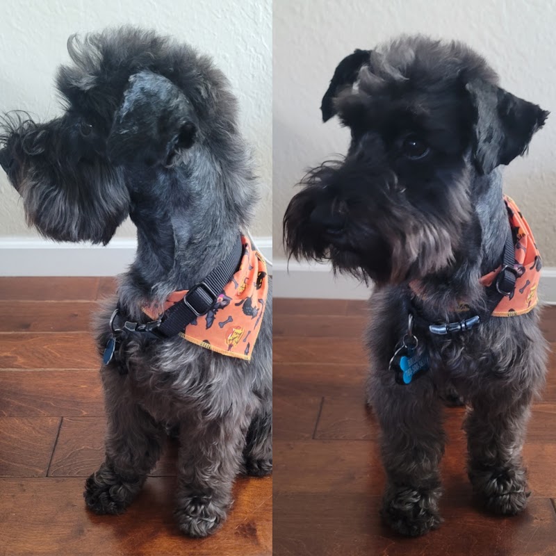 Happy Spa Dogs Mobile Grooming photo 3