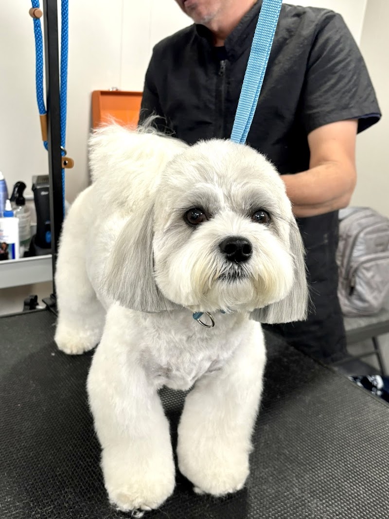 Happy Tail Happy Dog | Dog Daycare, Boarding & Grooming photo 2