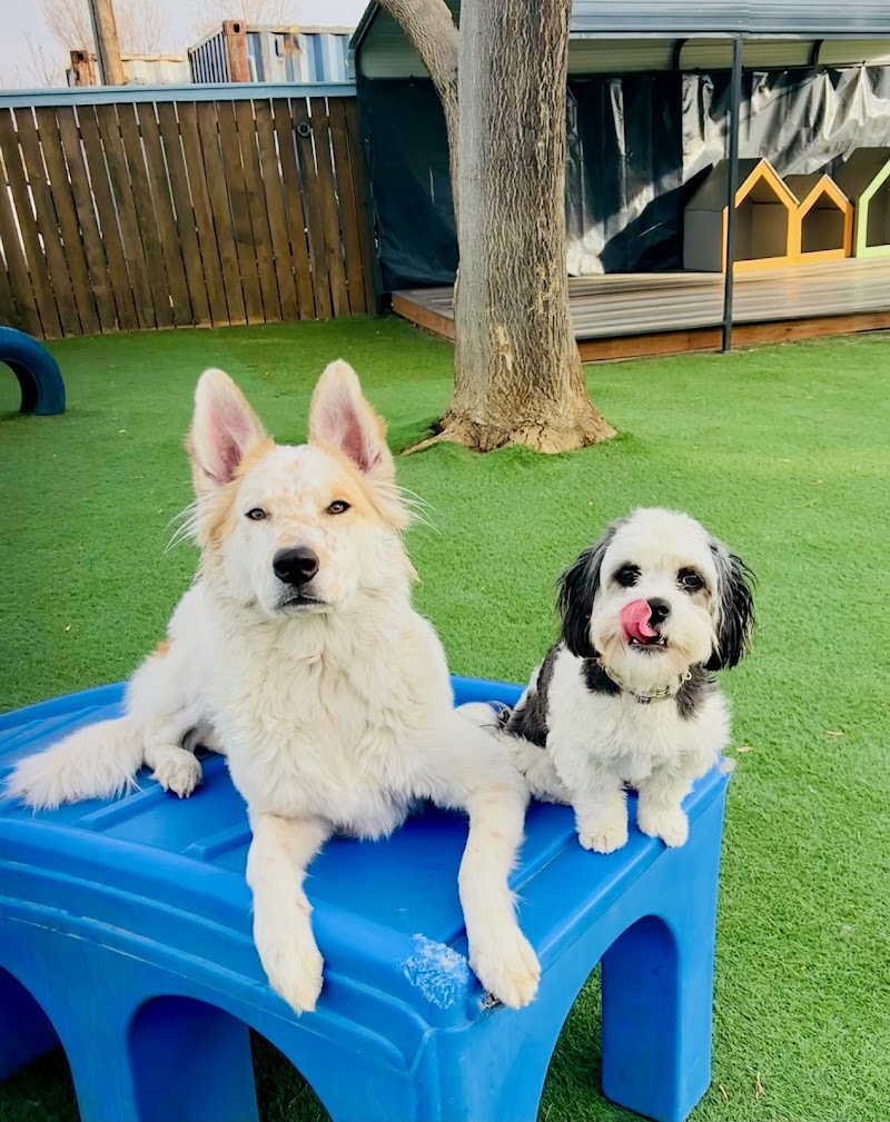 Happy Tail Happy Dog | Dog Daycare, Boarding & Grooming photo 3