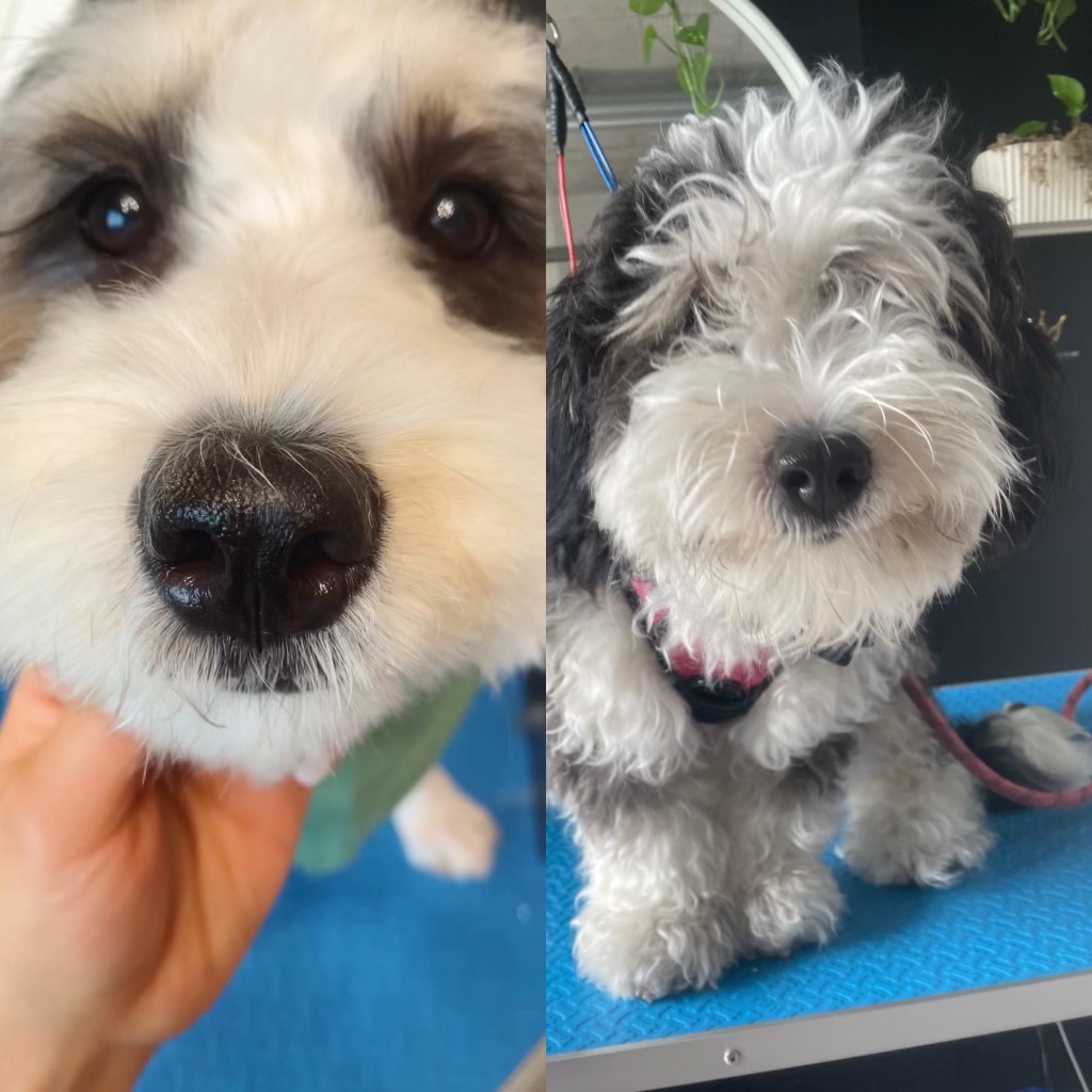 Happy Tails Spa