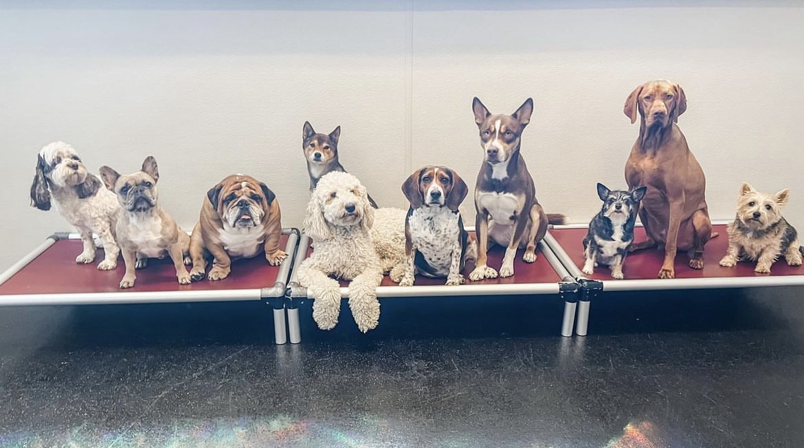 Harbor Hounds