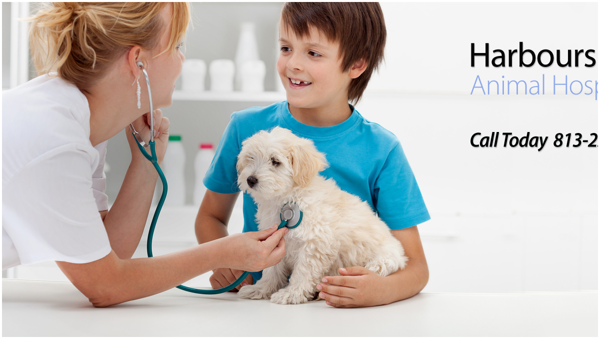 Harbourside Animal Hospital
