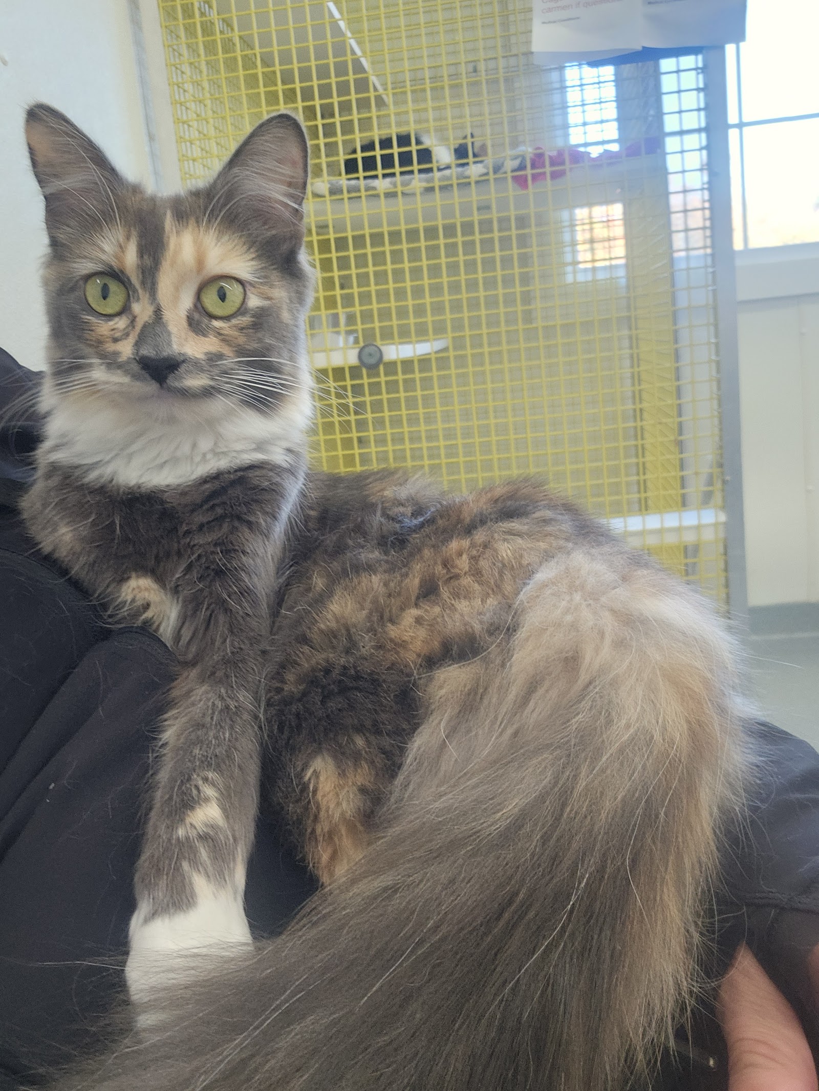 HART of Maine - Adoption Center & Shelter for Cats