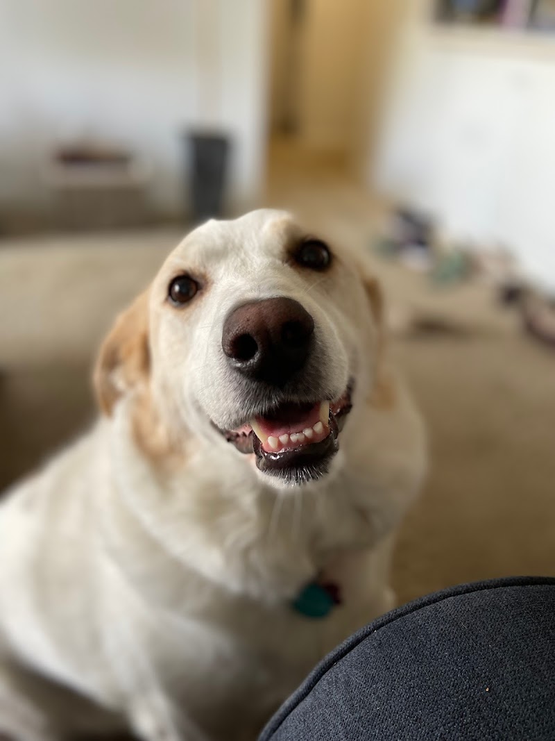 Have A Ball Pet Sitting & Dog Walking photo 3