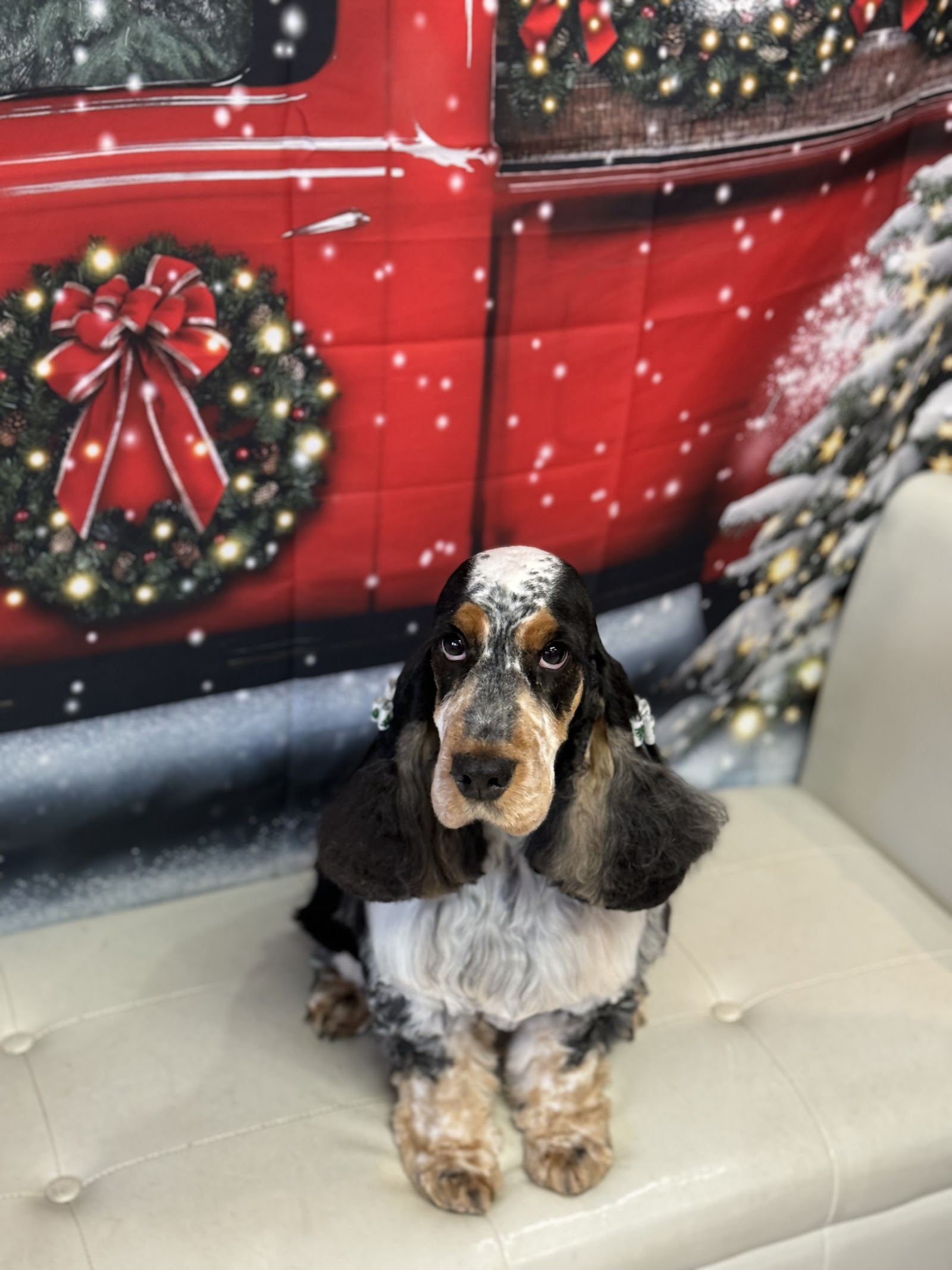 Haw Creek Pet Care Grooming, Boarding kennel and Doggy Daycare