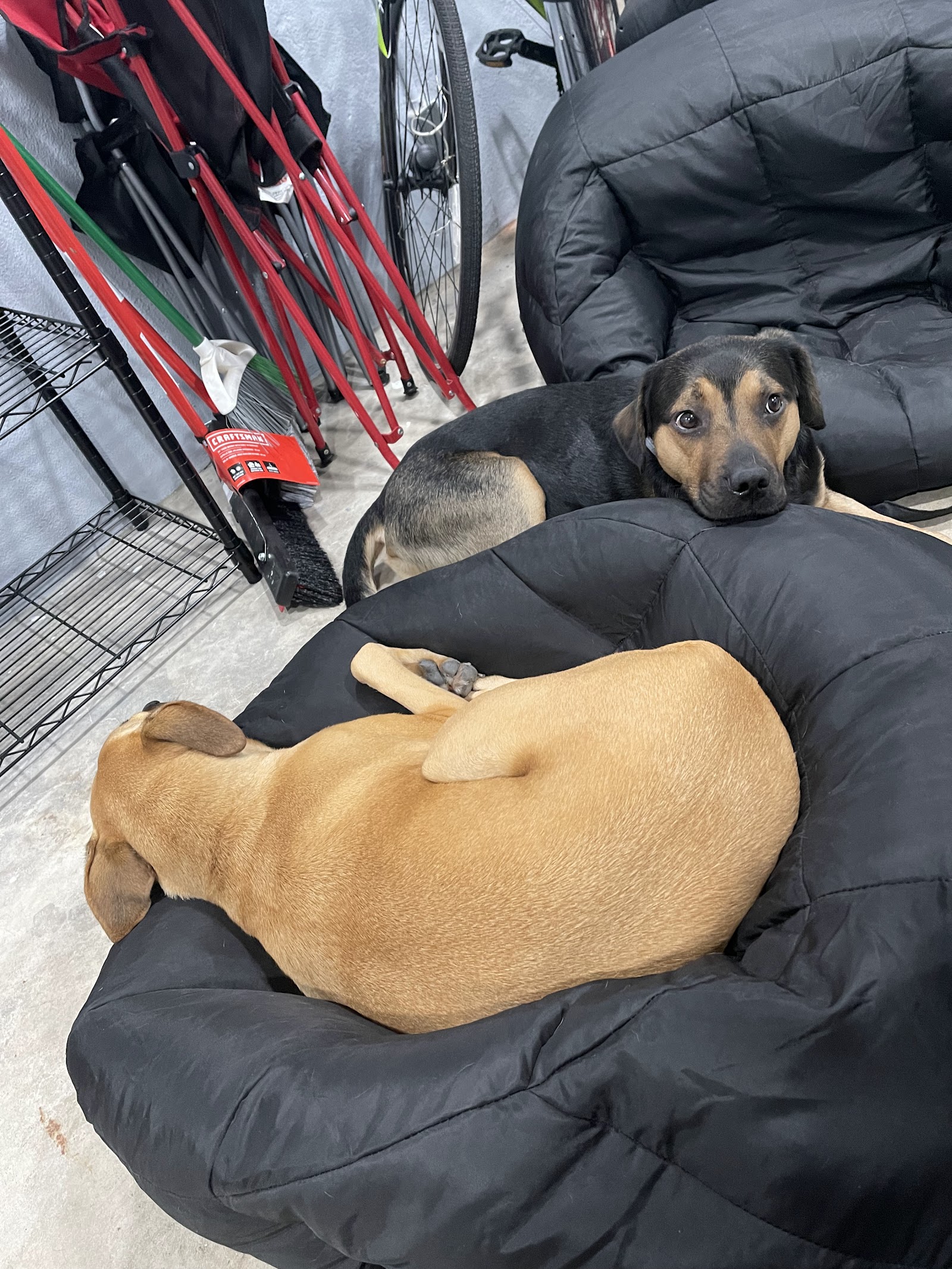 HD Dog Training Llc