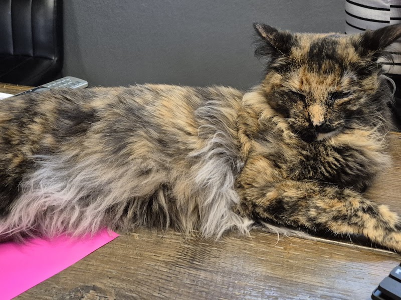 Hearts Alive Village Cat Cafe photo 3