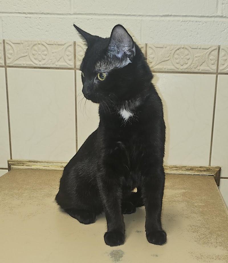 Heaven Can Wait Animal Society Spay & Neuter Clinic photo 2