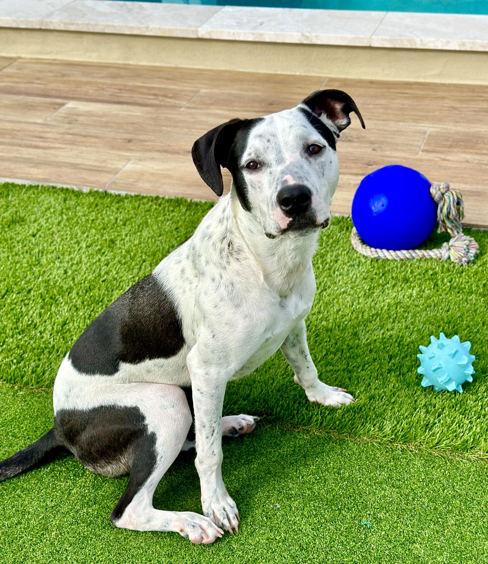 Heidis Legacy Dog Rescue