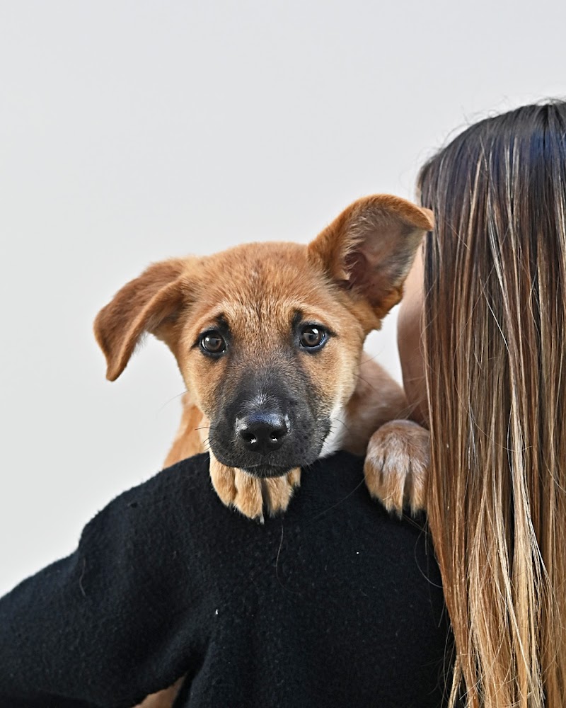 Helen Woodward Animal Center