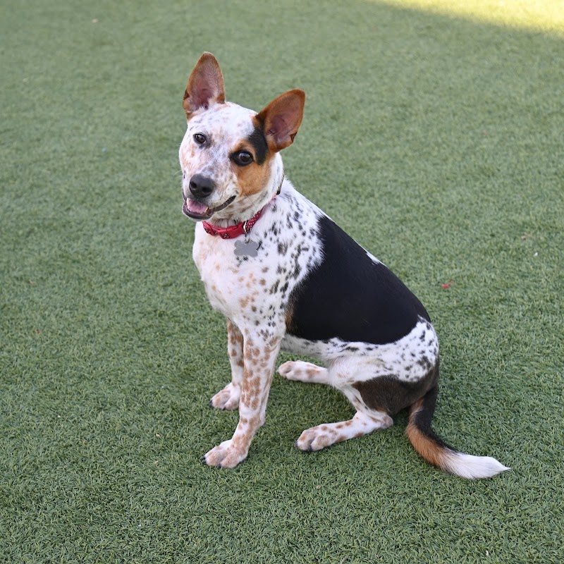 Helen Woodward Animal Center photo 2